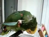 Сообразительный попугай  Умный попугай  Приколы про попугаев  Юмор