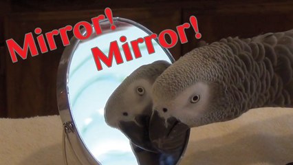 Einstein Parrot gazes adoringly at himself in a  mirror.