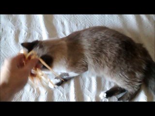 Cutest Ragdoll cat (Luke)