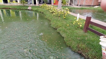 Alimentando Os Peixes