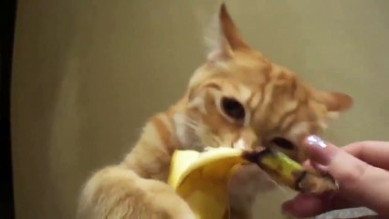 Фото приколы  про животных