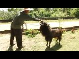 Doc Nielsen treats a cute goat | Born to be Wild