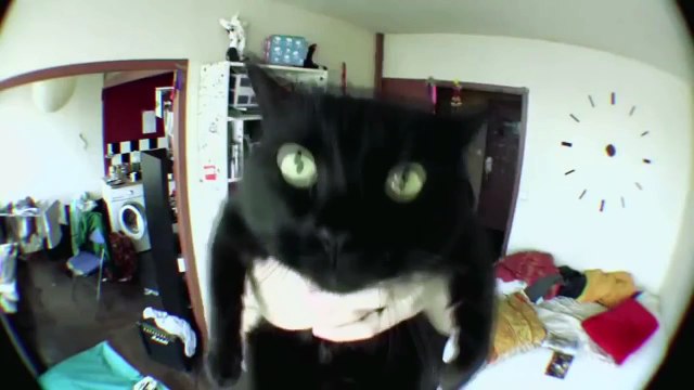 Эти милые и смешные животные funny animals