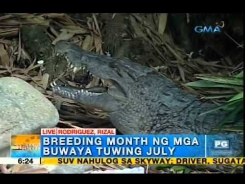 How crocodiles behave during their breeding month? | Unang Hirit