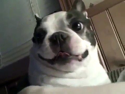 Это просто надо видеть! Супер смешные и прикольные животные! У нас только лучшее!