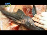 Doc Ferds dissects an invasive catfish | Born to be Wild