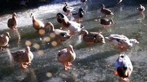 飯田祐巳の和む池～カモがすってんころりん　at富士花鳥園-《フリー素材》