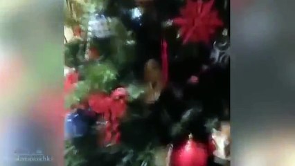 лучшие приколы  Кошки январь 2015