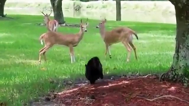 Лучшие приколы. Смешно до слез #23.