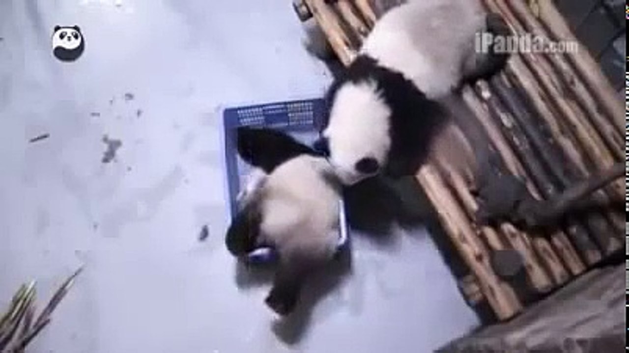 Прикольные панды ржач.Funny Panda.
