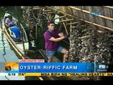 What is the process of oyster farming in Cavite City? | Unang Hirit