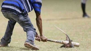 Comadreja hostigada, golpeada y asesinada en medio a un Partido de Beisbol en Nicaragua