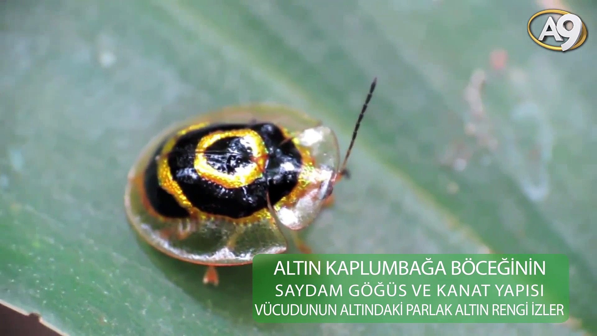 Altın renkli kaplumbağa böceği - Dailymotion Video