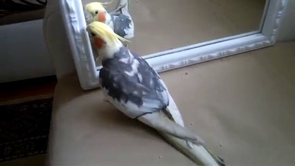 Erkek sultan papağanı ötüşü