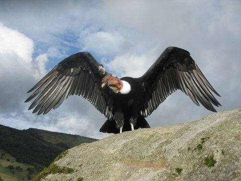 Top 10 Highest Flying Birds In The World