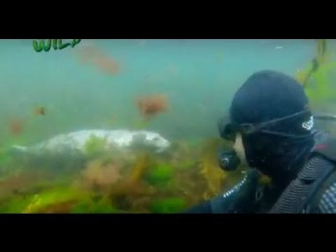 Doc Ferds meets friendly seals | Born to be Wild