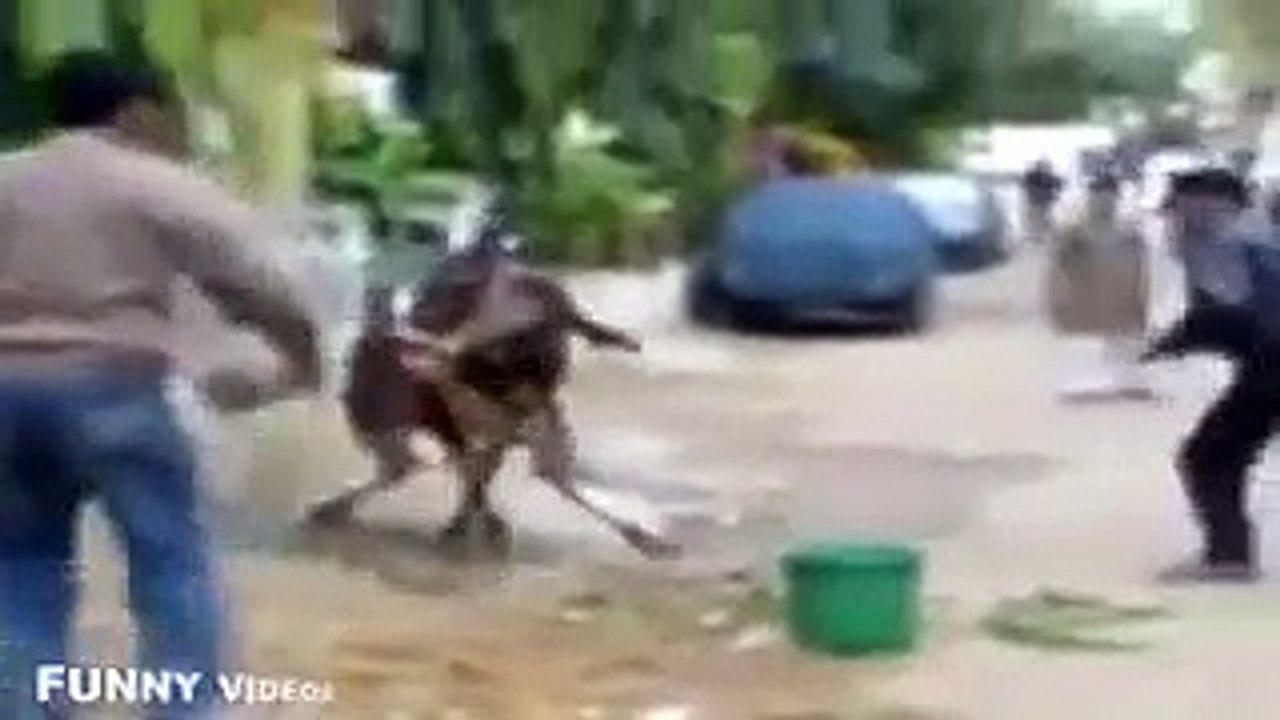 Try Not To Laugh Best Of 2017