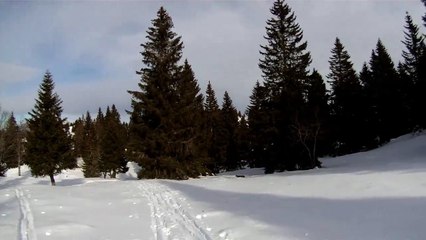 Il se retrouve face à un lynx pendant qu'il skie - Jura