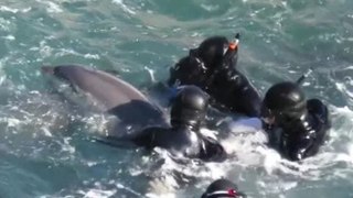 Mamá delfín lucha con pescadores para que no le arrebaten a su bebé