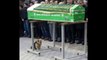 Faithful to the end- Dog who stood loyally by his owners coffin now guards his gravestone each day