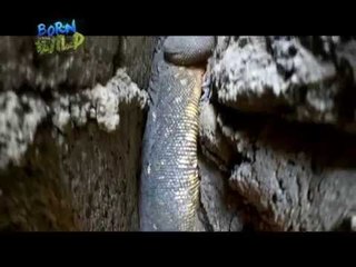 Doc Nielsen rescues a monitor lizard | Born to be Wild