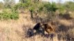 most amazing  lions kills lion wild animals fight to the death