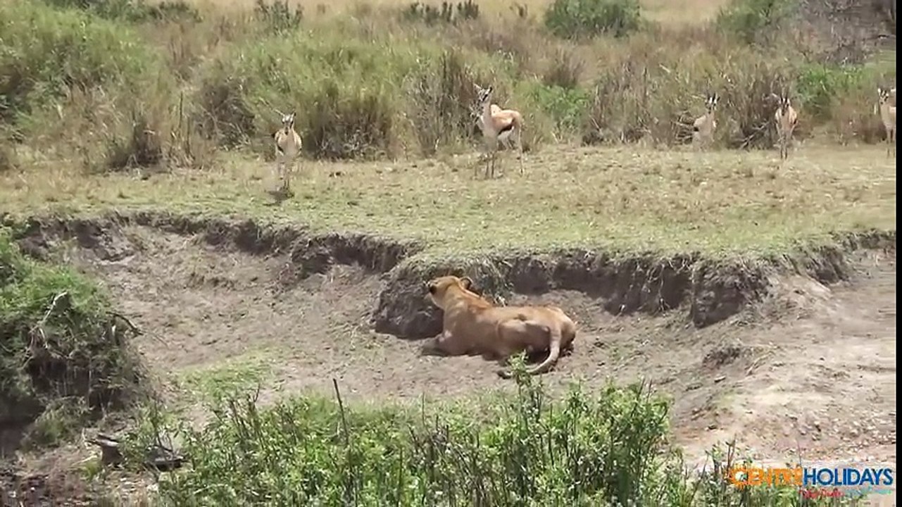 Gazella Escape Female Lion Hunting
