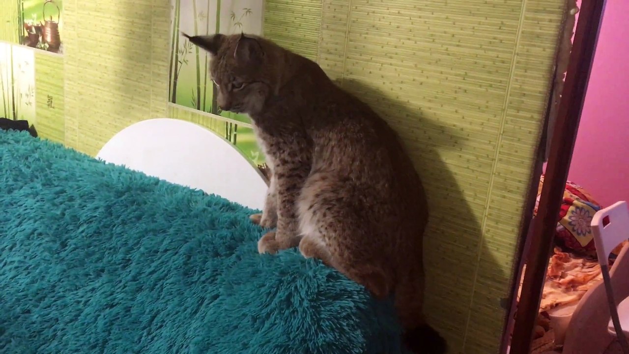 Un chihuahua joue avec un très très gros chat... enfin un lynx!