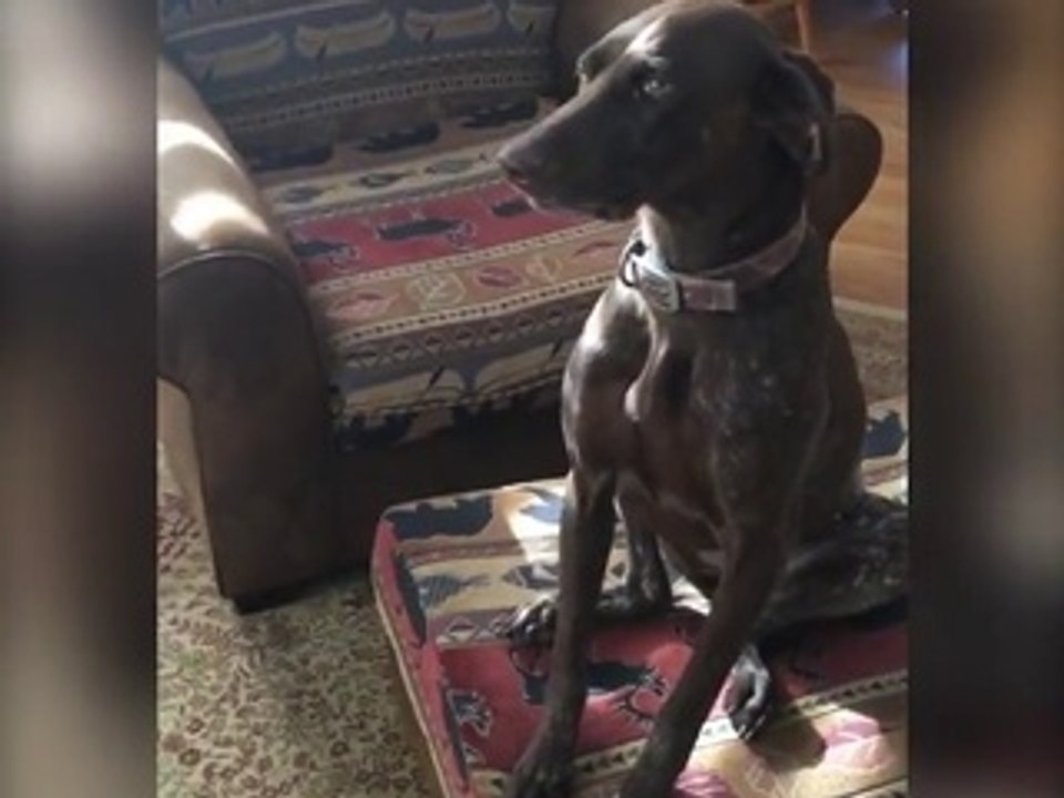 Quand ton chien t'a mangé tes tortillas... Coupable!!!