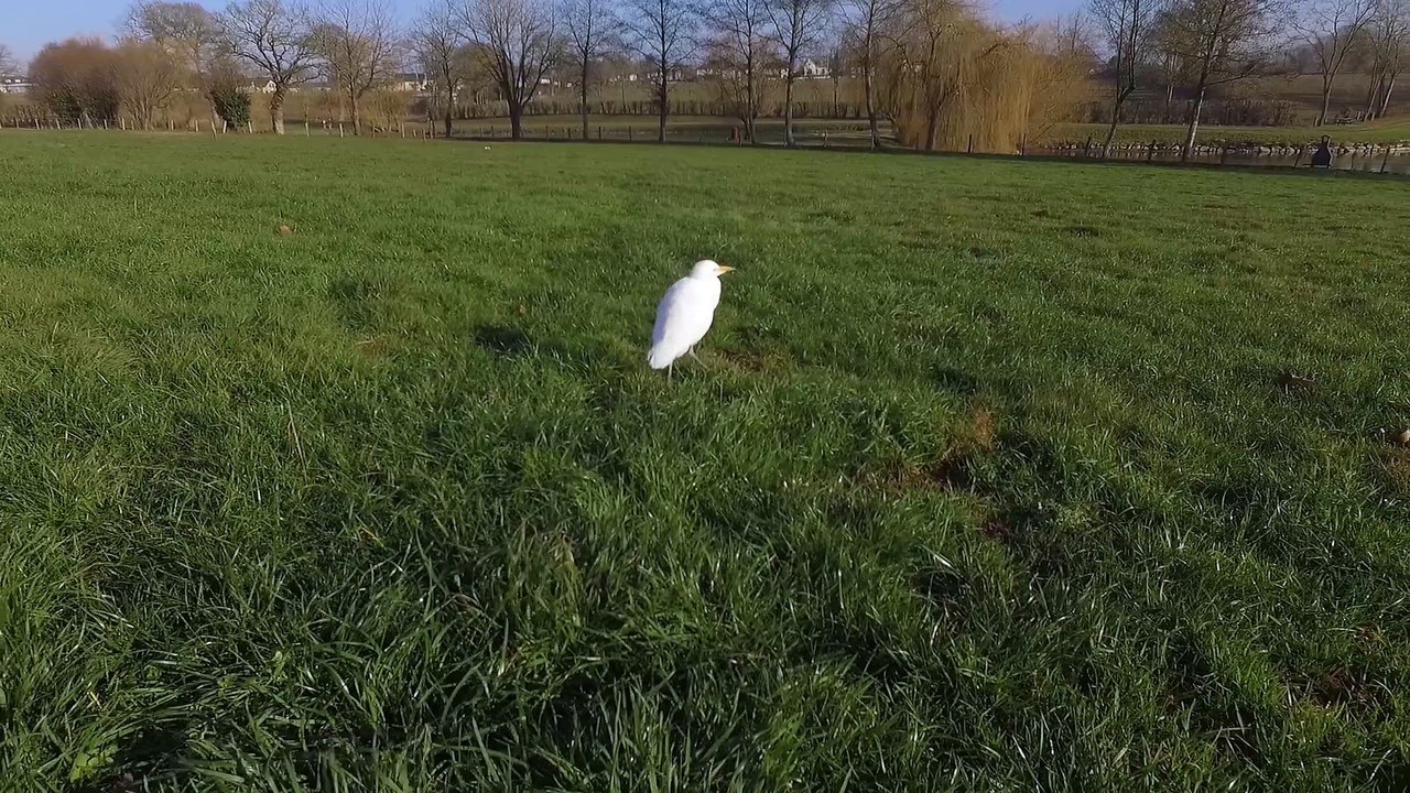 Aigrette au plan d'eau