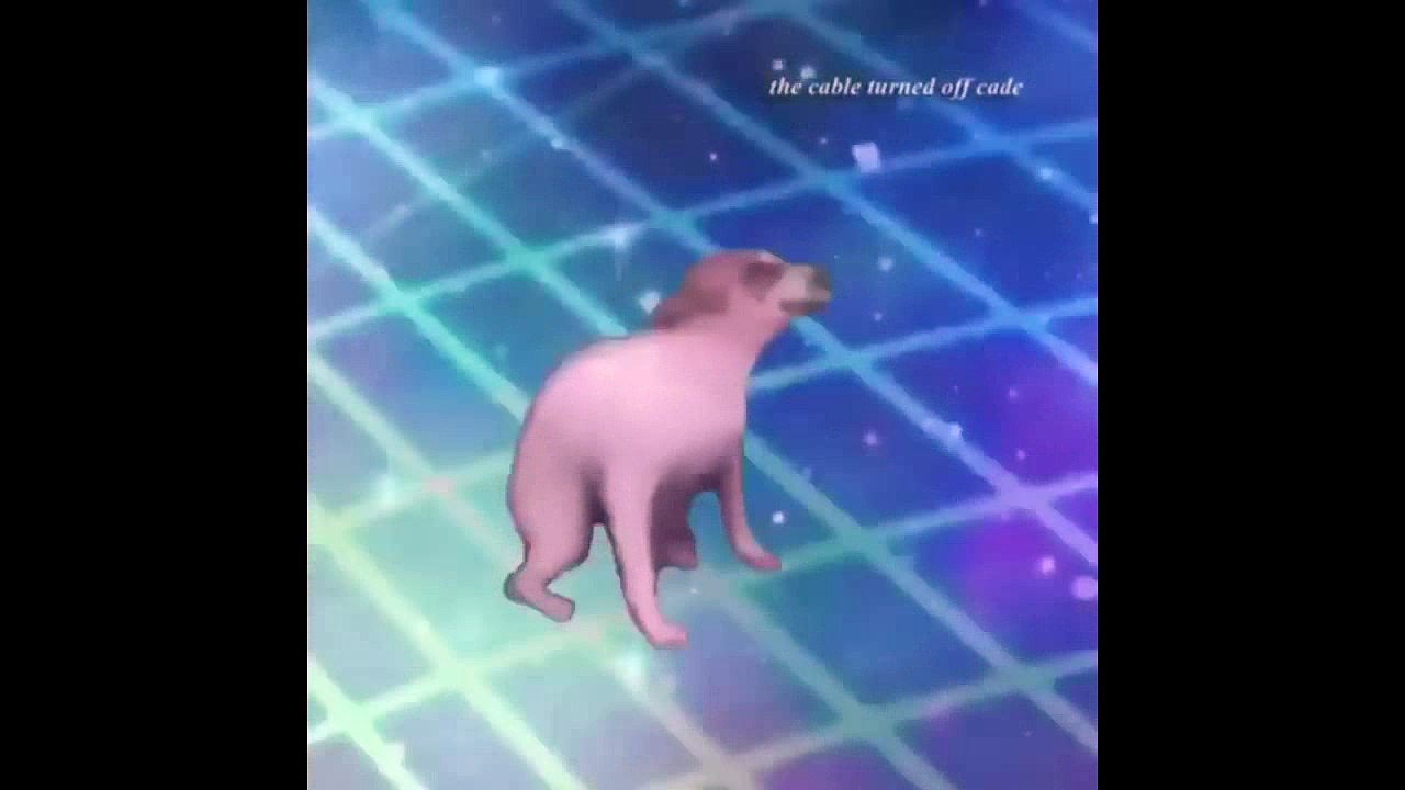 DOG DANCE IN BRAZIL / CACHORRO LOCO DANÇANDO