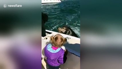 Toddler feeds curious sea lion from boat