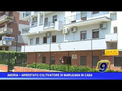 Andria | Arrestato coltivatore di marijuana in casa