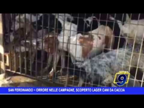 San Ferdinando di Puglia | Orrore nelle campagne, scoperto lager dei cani da caccia