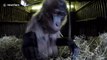 Close-up footage of a Gelada baboon at Dudley zoo