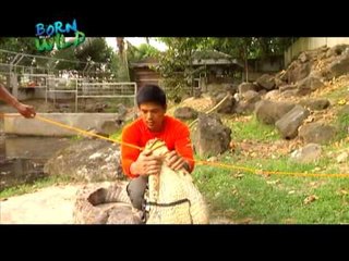 Doc Nielsen in action: rescuing an ailing 'bukarot' in Iligan City | Born to be Wild