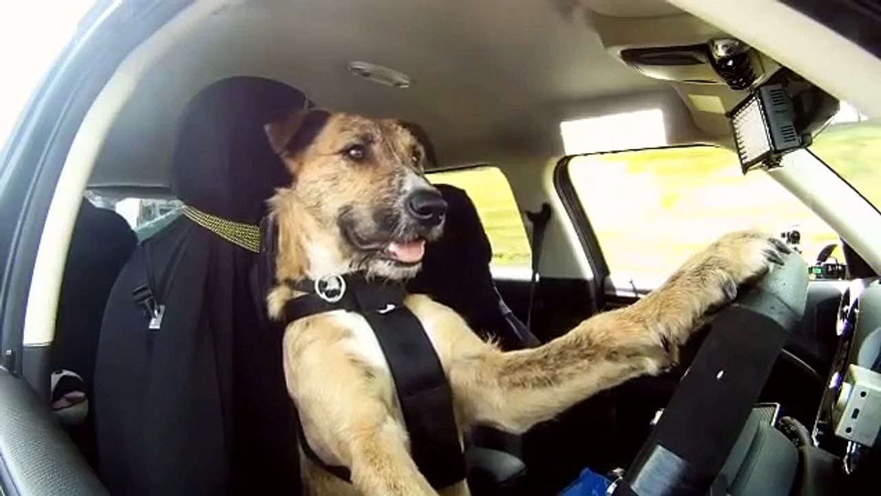 Araba Sürebilen Akıllı Köpek
