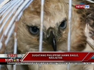 SONA: Sugatang Philippine Hawk Eagle, nailigtas