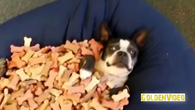 Приколы про котов и людей самые смешные: кот в сапогах [#3]