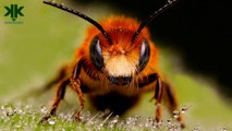 Arılar hakkında ilginç bilgiler