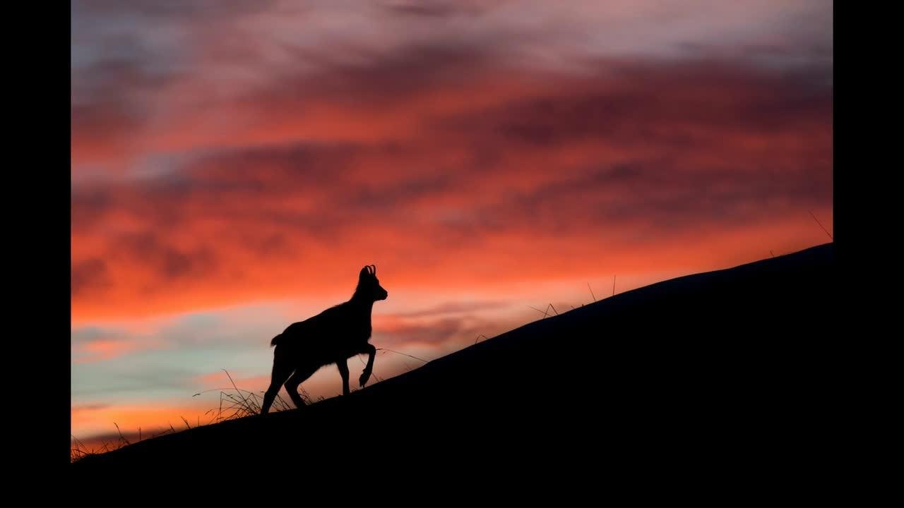 chamois silhouette des cimes
