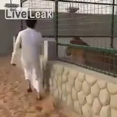 Aslanla Dalga Geçmenin Kötü Sonu