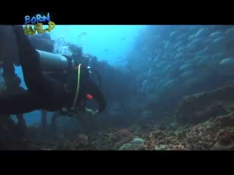 Doc Ferds Recio witnesses spawning of different fish species | Born to be Wild