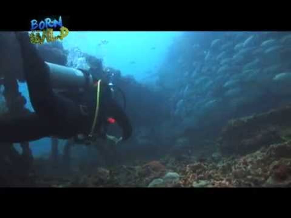 Doc Ferds Recio witnesses spawning of different fish species | Born to be Wild