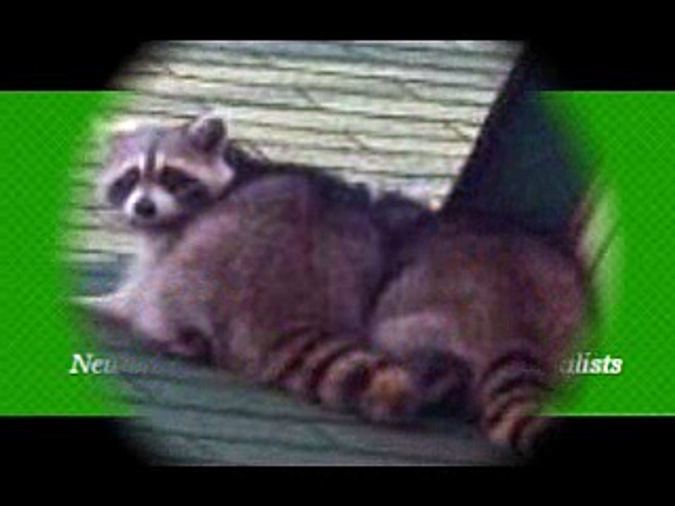 Bill & Raccoon and Squirrel Removal-Raccoon Rem...