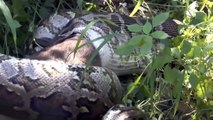 Most amazing giant anaconda  attacks deer