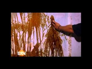 ¡Seres de ultratumba en hotel de Acapulco! Parte 1