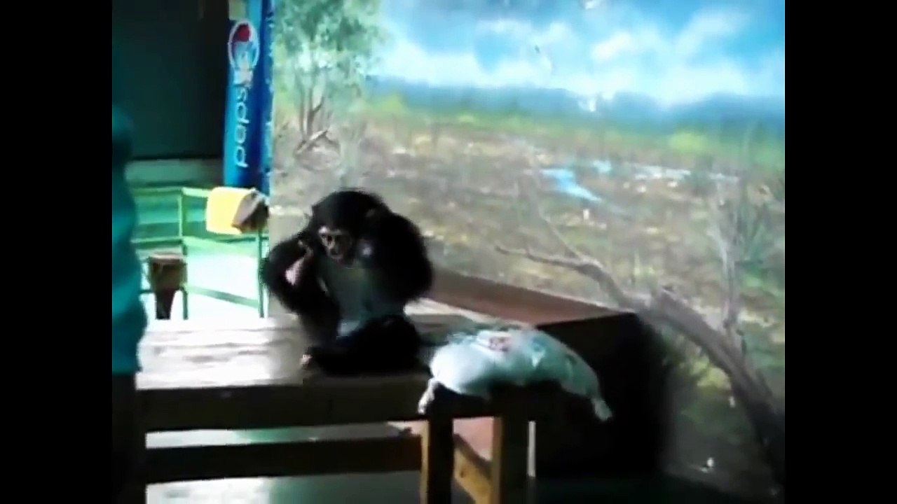 Funny Chimpanzee Video cute and funny baby of chimpanzee ★ funny animal