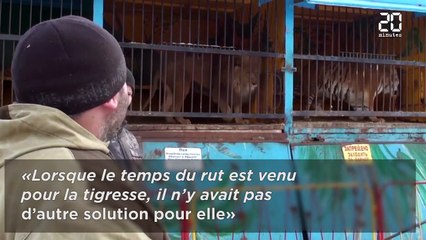 Naissance de Tsar, le futur plus gros félin du monde voit le jour en Russie