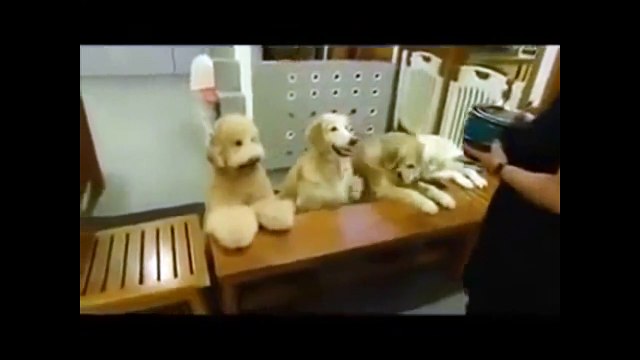 Приколы про животных. Самые воспитанные собаки. Fun with dogs.